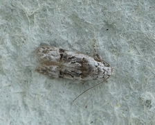 Altenia scriptella