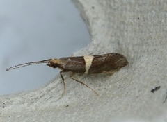 Eidophasia messingiella