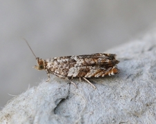 Almekveldvikler (Epinotia abbreviana)