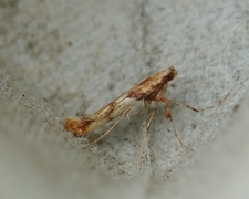 Caloptilia hemidactylella