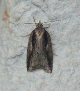 Heggflatvikler (Acleris umbrana)