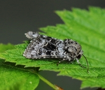 Tofargefly (Hecatera bicolorata)