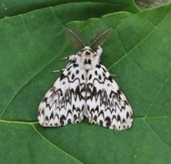 Barskognonne (Lymantria monacha)