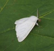 Seljebørstespinner (Leucoma salicis)