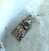 Askesmalmott (Euzophera pinguis)