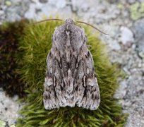 Vårlurvefly (Brachionycha nubeculosa)