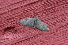 Furudvergmåler (Eupithecia indigata)