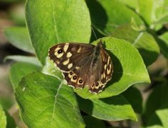 Skogringvinge (Pararge aegeria)