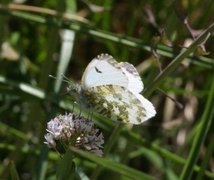 Aurorasommerfugl (Anthocharis cardamines)