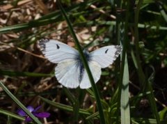 Aurorasommerfugl (Anthocharis cardamines)