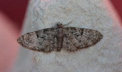 Eikedvergmåler (Eupithecia dodoneata)