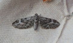 Lyngdvergmåler (Eupithecia nanata)