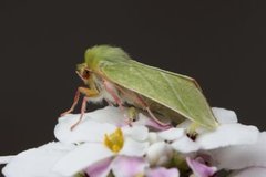 Rødfrynset båtfly (Pseudoips prasinana)