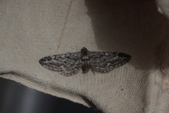 Lyngdvergmåler (Eupithecia nanata)