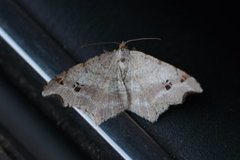 Grå buemåler (Macaria alternata)