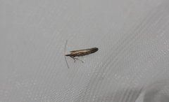 Argyresthia arceuthina