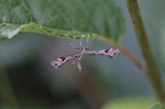 Hestehovfjærmøll (Platyptilia gonodactyla)