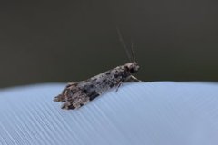 Nettkjukemøll (Montescardia tessulatellus)