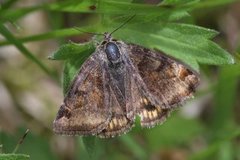 Brunt slåttefly (Euclidia glyphica)