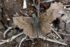 Tiriltungesmyger (Erynnis tages)