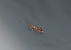 Phyllonorycter froelichiella