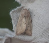 Punktgressfly (Leucania obsoleta)