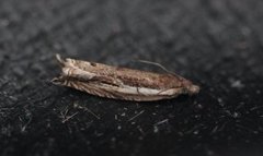 Stripesigdvikler (Ancylis apicella)