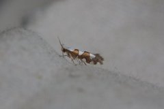 Argyresthia brockeella