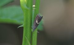 Hesteskorotvikler (Dichrorampha petiverella)