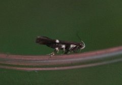 Syncopacma cinctella