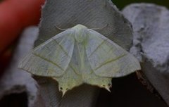 Stjertmåler (Ourapteryx sambucaria)