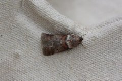 Liten eikesmalmott (Acrobasis consociella)