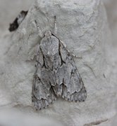 Psikveldfly (Acronicta psi)