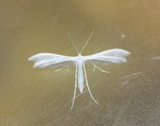 Sølvfjærmøll (Pterophorus pentadactyla)