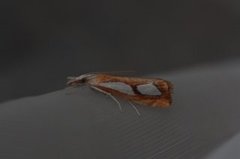 Toflekket nebbmott (Catoptria pinella)