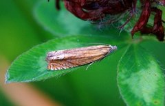 Perikumvikler (Lathronympha strigana)