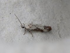 Askemøll (Prays fraxinella)