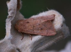 Teglrødt gressfly (Mythimna ferrago)