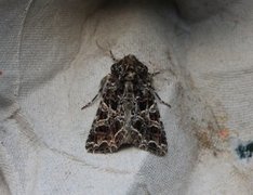 Mørkt nellikfly (Hadena bicruris)