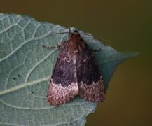 Tofarget pyramidefly (Amphipyra perflua)