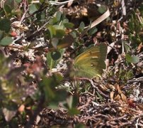 Mjeltgulvinge (Colias hecla)