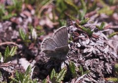 Polarblåvinge (Plebejus aquilo)