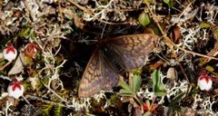 Dvergperlemorvinge (Boloria improba)