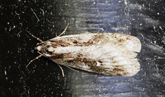 Semioscopis oculella