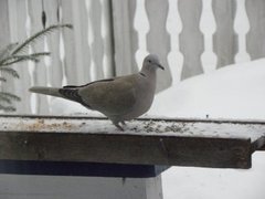 Tyrkerdue (Streptopelia decaocto)