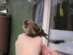 Gråsisik (Carduelis flammea)