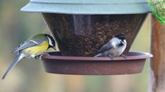 Kjøttmeis (Parus major)