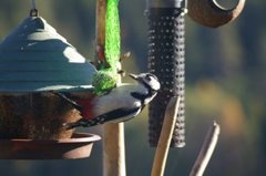 Flaggspett (Dendrocopos major)