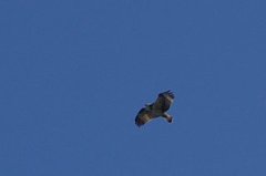 Spurvehauk (Accipiter nisus)