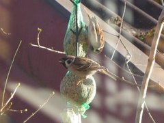 Pilfink (Passer montanus)